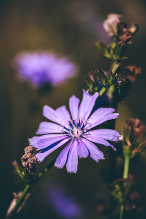 Flower of common chicory at the summer dayの写真素材