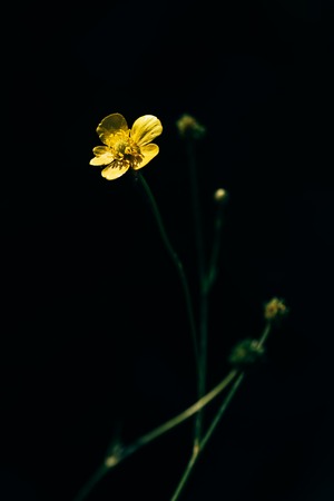 Flower of yellow buttercup on forest gladeの写真素材