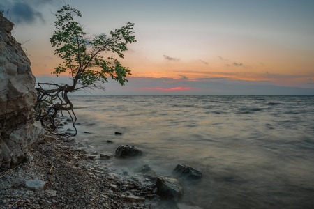 Single tree on the rocky shore at summer sunriseの写真素材