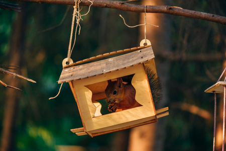 Red squirrel eats nuts in handmade feeder in city park.の写真素材