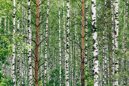 Two pine trees in birch grove. Backgroundの写真素材