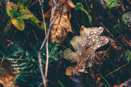 Autumn oak leaf with drops on surface after rainの写真素材