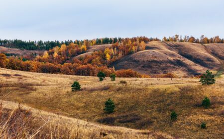 Autumnal forest on the hillside at overcast dayの写真素材