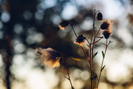 Fluffy dry flowers in autumn sunset lightの写真素材