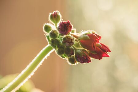 Red geranium flower in sunrise light on blurredの写真素材