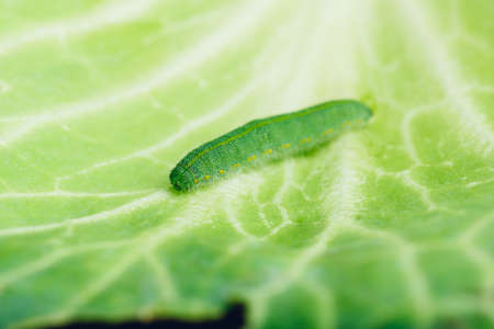 Green Caterpillar Crawling on a Cabbage Leafの写真素材