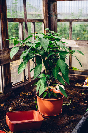 Freshly Replanted Jalapeno Pepper from Bed to Terracotta Potの写真素材
