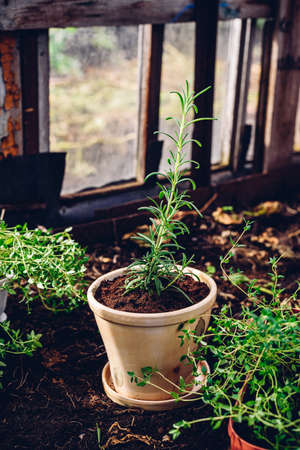 Freshly Repotted Rosemary from Bed in Greenhouseの写真素材