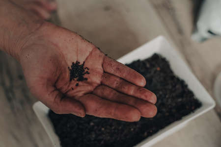Basil Seeds in Woman Hand. Sowing Herbs at Home