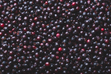 Background of Ripe Purple Amelanchier Berries. Top View and Copy Spaceの写真素材