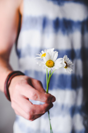 Three chamomile flowers in male handsの写真素材
