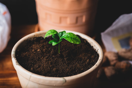 Repotted Young Tangerine Plant in a Ceramic Pot at Homeの写真素材