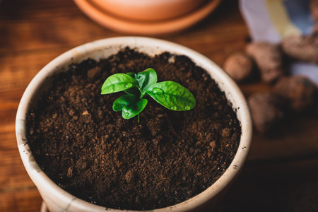 Repotting Young Tangerine Plant in a Ceramic Pot at Homeの写真素材