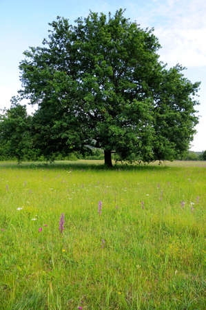 Oak tree in the meadowの写真素材