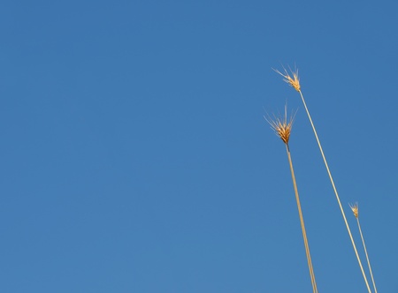 	 Grass with blue sky
