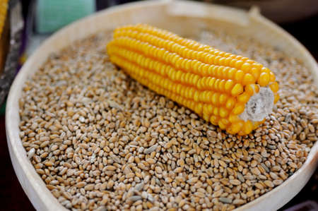 Corn and wheat in wooden bowl 
