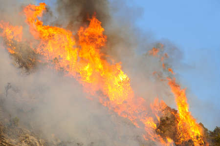 Fire in the forest 