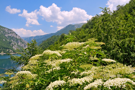 Landscape with elder flowerの写真素材