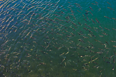 School of mullet fishの写真素材