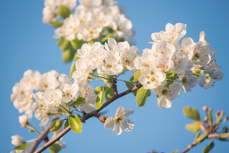 Spring flowers on blue sky