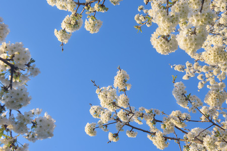 Spring flowers with blue sky