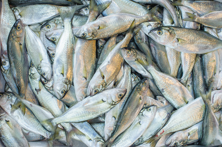 Fresh fish on the pile