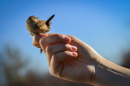 Eurasian wren in the handの写真素材