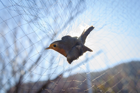 Bird in the net with sky in the backgroundの写真素材