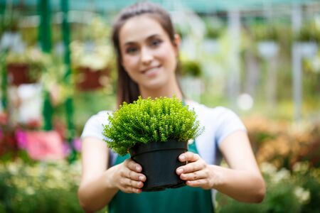 Young beautiful female florist posing, smiling among flowers.の写真素材