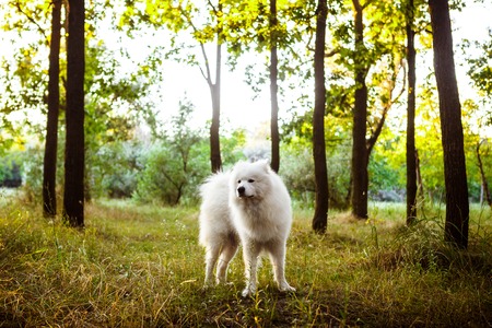 White cute dog walking in park at sunset. Outdoors.の写真素材