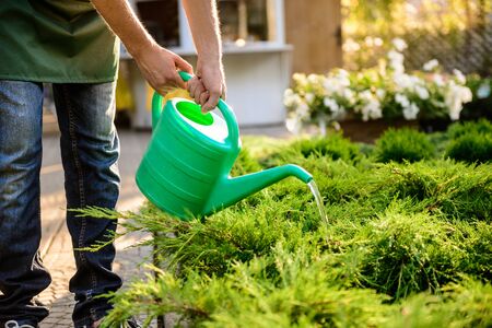 Young handsome gardener watering, taking care of plants.の写真素材
