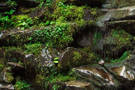 Close up of wet rocks and grass.の写真素材