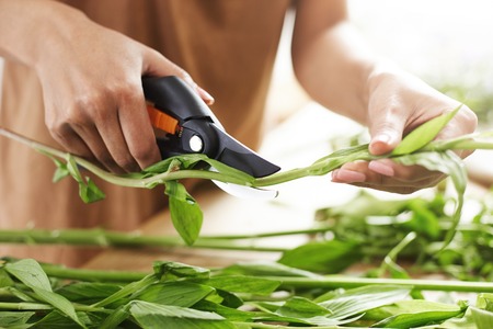 Close up of female florist hands cutting flower stems.