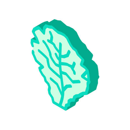 lettuce salad isometric icon vector. lettuce salad sign. isolated symbol illustrationのイラスト素材