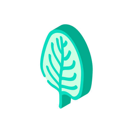 spinach leaf isometric icon vector. spinach leaf sign. isolated symbol illustrationのイラスト素材