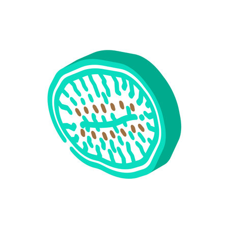 kiwi dried fruit isometric icon vector illustrationのイラスト素材