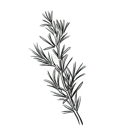 branch rosemary ai generated. leaf food, background herb, spice aromatic branch rosemary illustrationの素材
