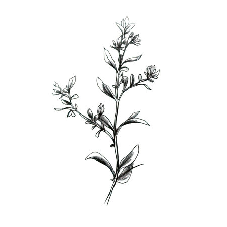 herb thyme ai generated. plant green, parsley rosemary, sage tea herb thyme illustrationの素材