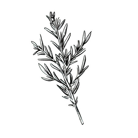plant rosemary ai generated. green fresh, branch leaf, food background plant rosemary illustrationの素材