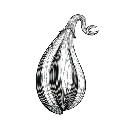 aubergine eggplant ai generated. vegetable black, brinjal background, plant slice aubergine eggplant illustrationの素材