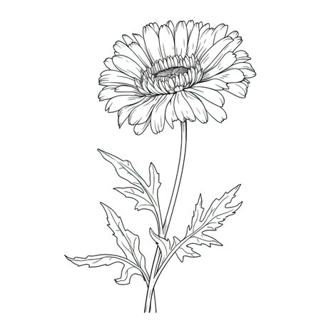 marigold calendula ai generated. yellow petal, background green, sketch pot marigold calendula illustrationの素材