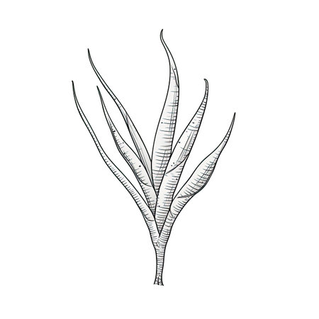 beauty aloe vera ai generated. water leaf, plant fresh, green health beauty aloe vera illustrationの素材