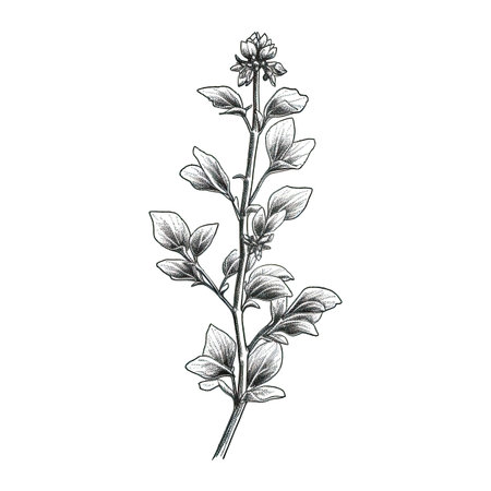 leaves Marjoram ai generated. background herbal, sweet bowl, spice dry leaves Marjoram illustrationの素材