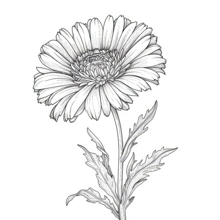 flower calendula ai generated. marigold yellow, petal background, green sketch flower calendula illustrationの素材