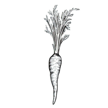 fresh carrot ai generated. food slice, cut ingredient, round root fresh carrot illustrationの素材