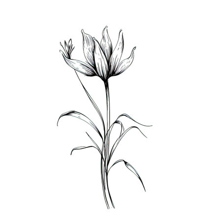 crocus saffron ai generated. background field, perfume morocco, closeup flower crocus saffron illustrationの素材