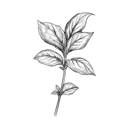 background basil ai generated. leaves top, herb green, fresh plant background basil illustrationの素材