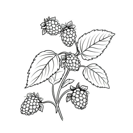 raspberry ai generated. berry dessert, green plant, fresh leaves raspberry raspberry illustrationの素材