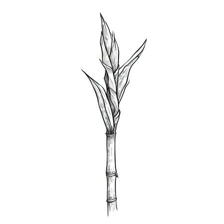 field sugar cane ai generated. farm icon, leaf plantation, fresh agriculture field sugar cane illustrationの素材
