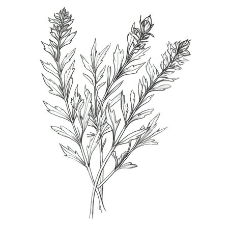 line wormwood ai generated. vintage artemisia, absinth absinthium, bottle pharmacy line wormwood illustrationの素材